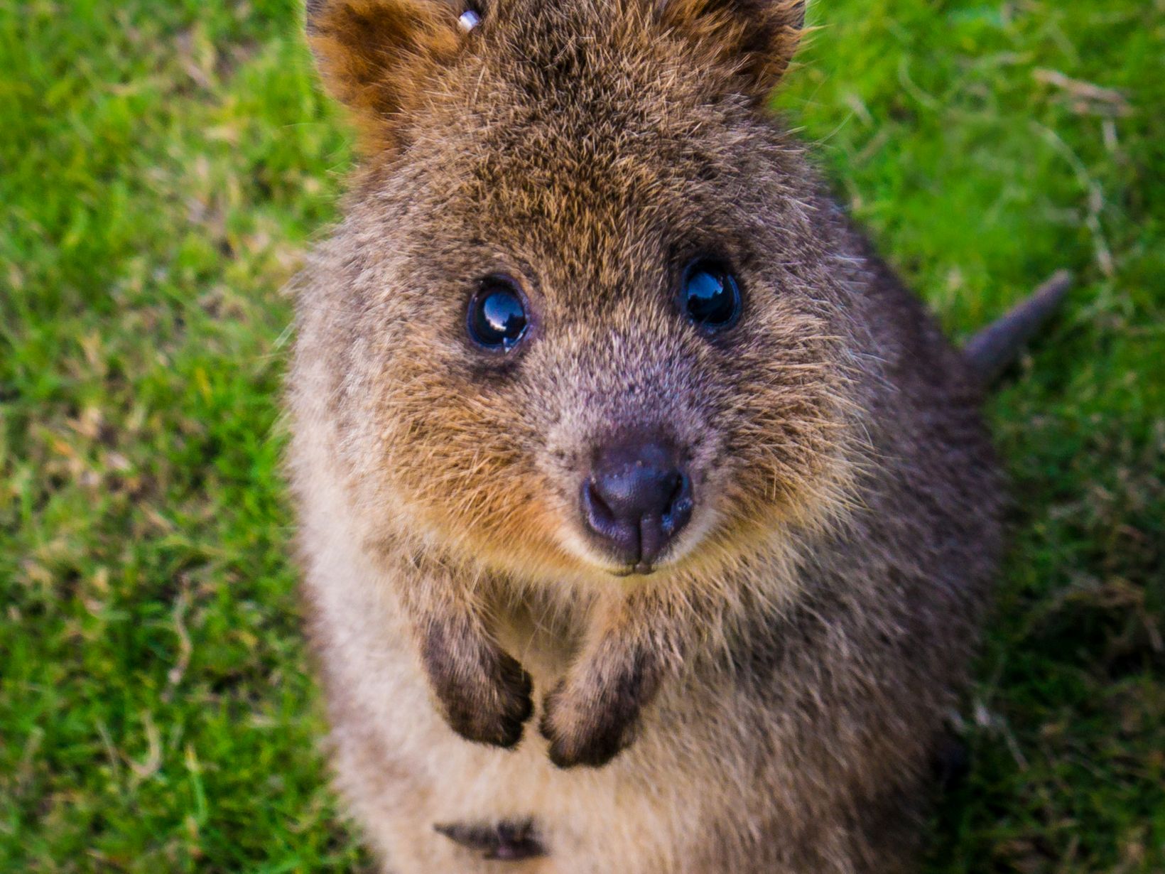this is a quokka